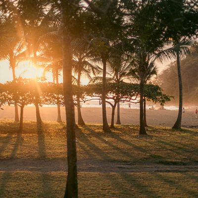 A beautiful garden by the beach, palm trees, and the soothing sound of waves, right outside your room.