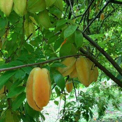 Star fruit grows in one of  the many fruit trees on the property.