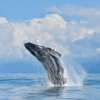 Whale watching is a popular tour that our Concierge can line up for you .