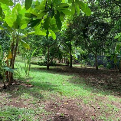 Huge two-acre lot with fruit trees behind the house.