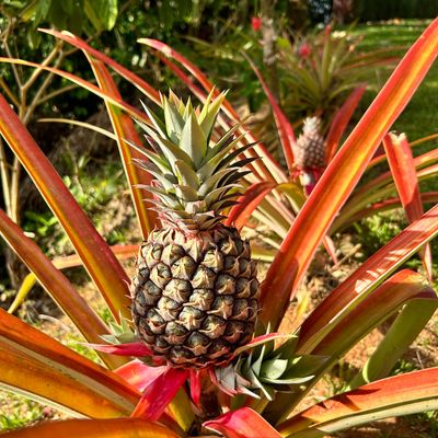 Pineapples growing on the property.