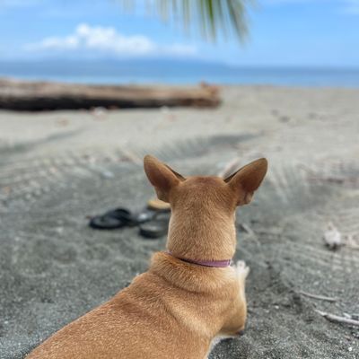 Playa Tortuga, Playa Ventanas and Playa Hermosa are dog friendly beaches. Remember always to bring your dog in a leach, baggies to pick up dog waits and a bowl to make sure your pet is always hydrated!