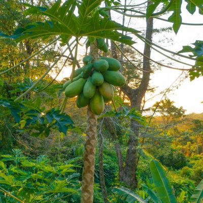 Papaya growing on the property. Feel free to pick one!