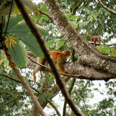 Ojochal is famous for the wildlife that can be seen in town