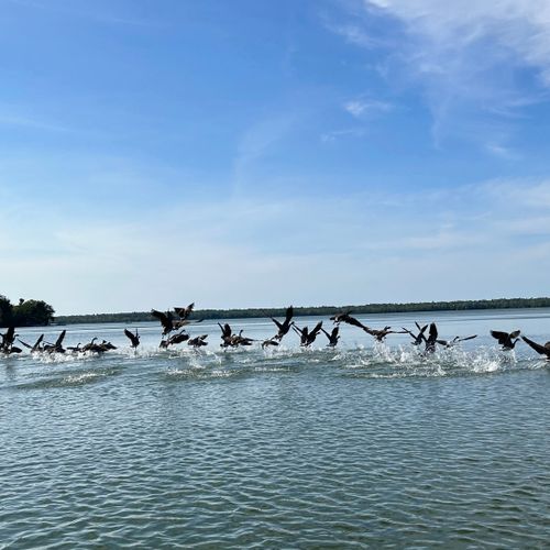 Exterior:  some of the wildlife on little platte lake.