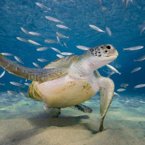 Dive with the turtles
