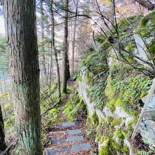 Beautiful moss, ferns, and rock faces make the trail down an adventure!