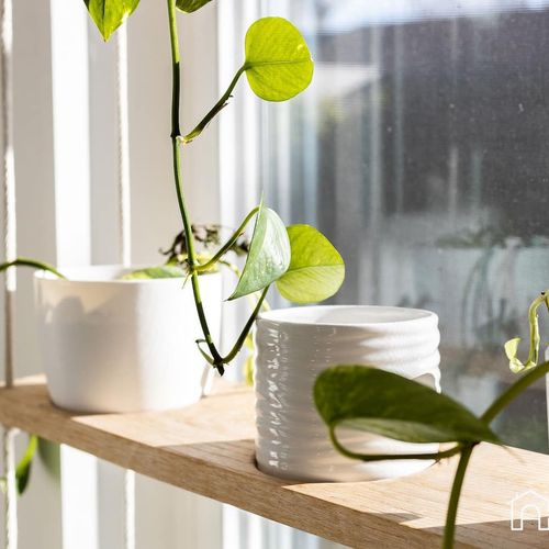 - sunlight streams through the window, keeping leafy vines beautiful and lively
- ceramic pots and wood shelving bring nature into your morning routine
- touch of greenery adds warmth and balance to the modern space