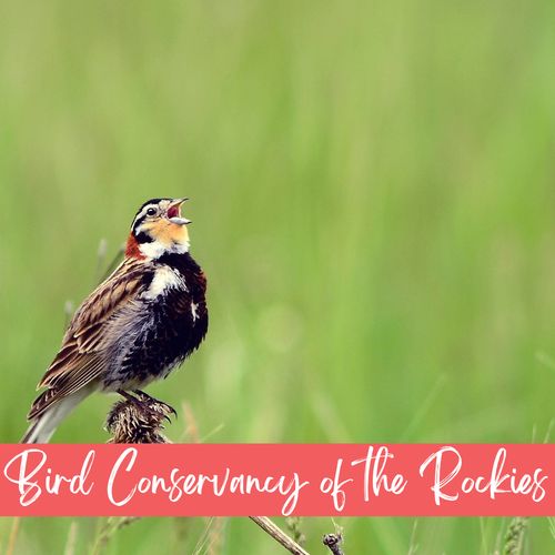 Escape into nature and spot hundreds of bird species just a short drive away.