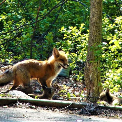 Extra:  some of the abundant wildlife in the area!