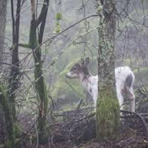 Orcas Island Spotted Deer
