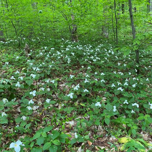 Spring:  in the spring, the forests in the area become covered with beautiful white trillium flowers.