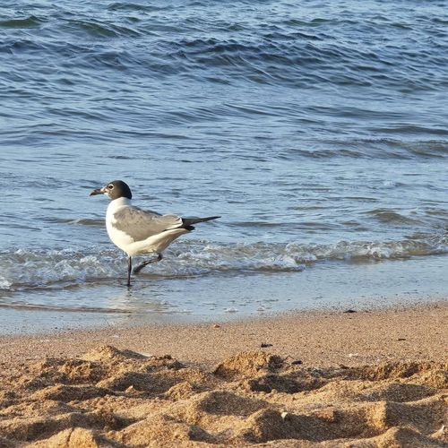 Discover the pristine charm of a Malolos beach. With crystal-clear shallow waters reflecting the sky and gentle sandy stretches, it's a perfect tranquil escape.
