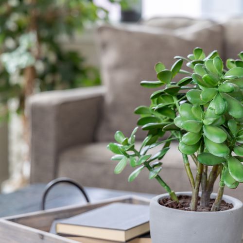 466953bc 8696 4120 9f7a 6d40b1639a98 homerunner