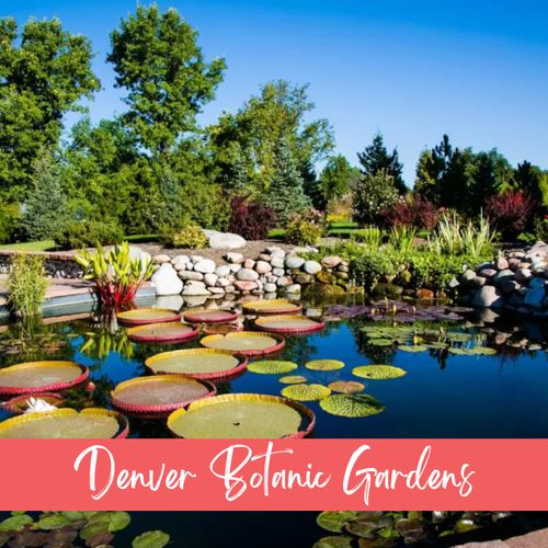 Wander through vibrant blooms and serene landscapes at the denver botanic gardens, perfect for a relaxing day out.