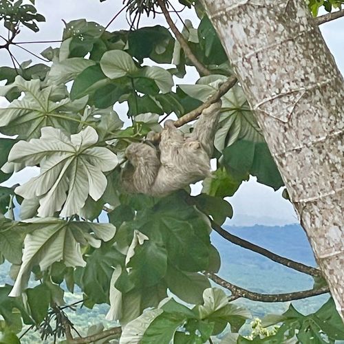 Our resident jungle neighbor - David Lee Sloth