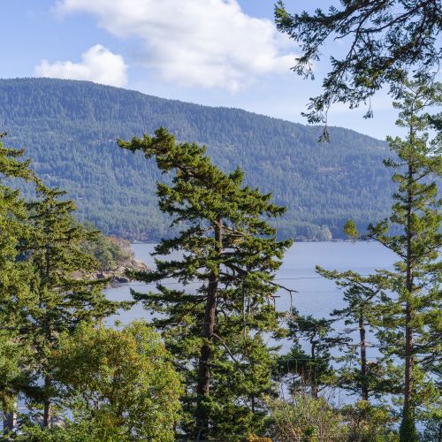 A peaceful view of the bay framed by tall evergreens, where quiet mornings and soft breezes set the tone for your stay.