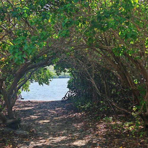 Discover a hidden paradise! This enchanting pathway through lush greenery leads to a secluded beach with tranquil waters.