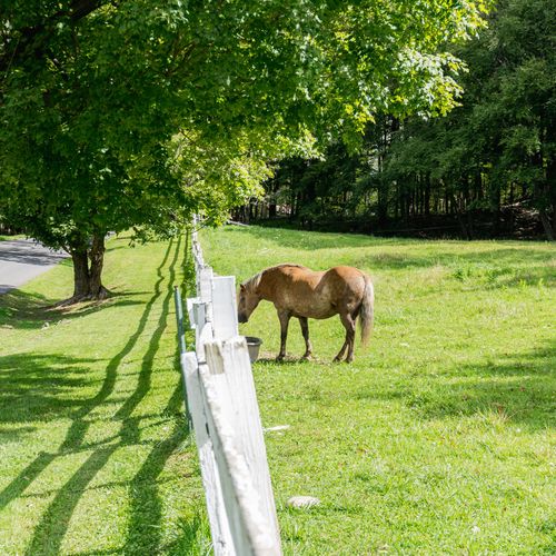 The neighboring farm is home to beautiful horses
