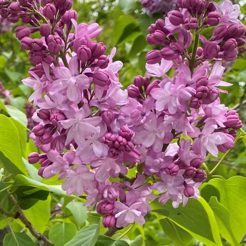 Spring:  blooming lilacs are also very plentiful in the area in late spring.