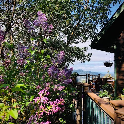 Lilac trees, geranium, lavendar and grapes are some of the plants in the gardens around the house.