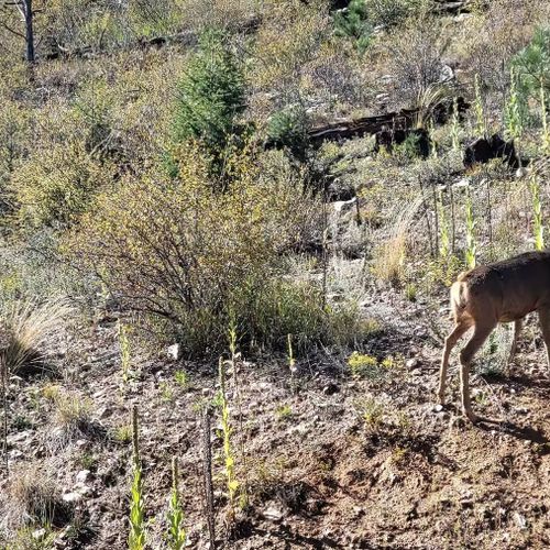 Experience the beauty of nature firsthand as deer roam freely on the hillside.