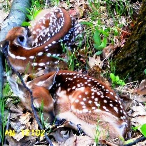 Extra:  some of the abundant wildlife in the area!