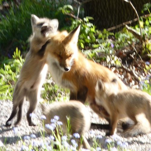 Extra:  some of the abundant wildlife in the area!