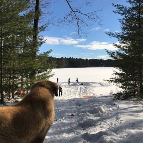 Exterior:  guests are invited to sled down the hill onto frozen cub lake in the winter. Please see rules though.