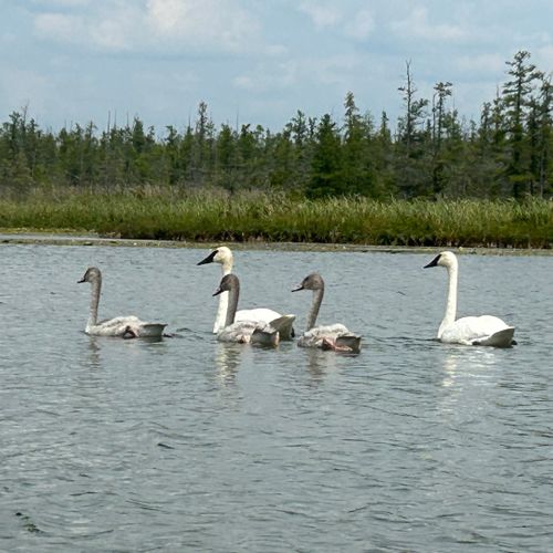 Exterior:  some of the wildlife on little platte lake.