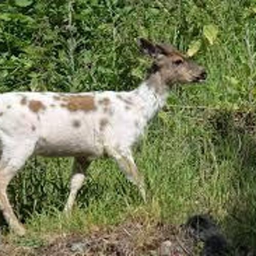 Orcas Island Spotted Deer