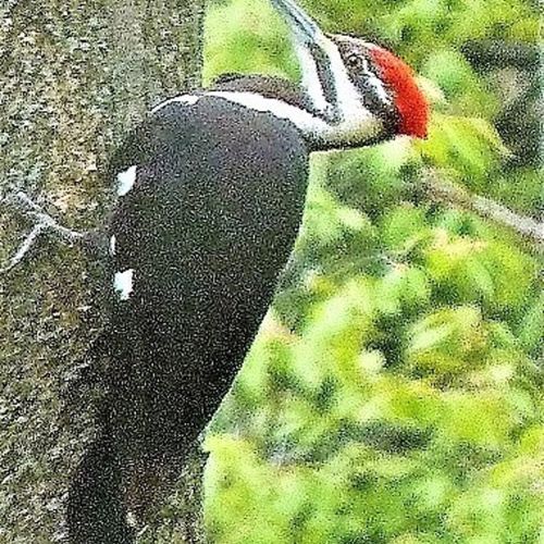 Extra:  some of the abundant wildlife in the area!