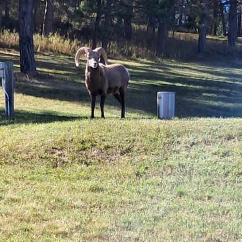 85182e00 bb13 492f a311 66f9c0d1cf9e homerunner