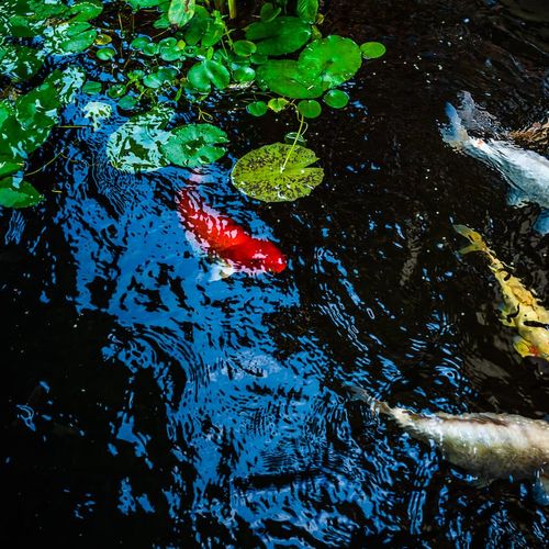 Koi Ponds