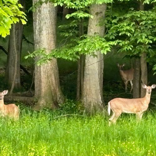 Exterior:  deer at the end of the backyard, which is a common site.
