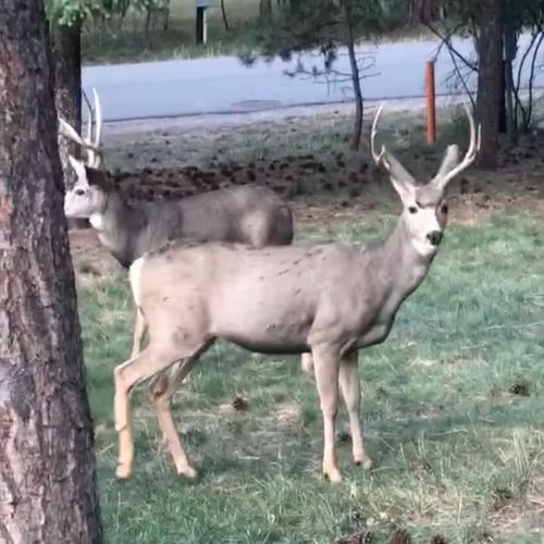 Immerse yourself in the beauty of nature and enjoy wildlife watching right outside your door.