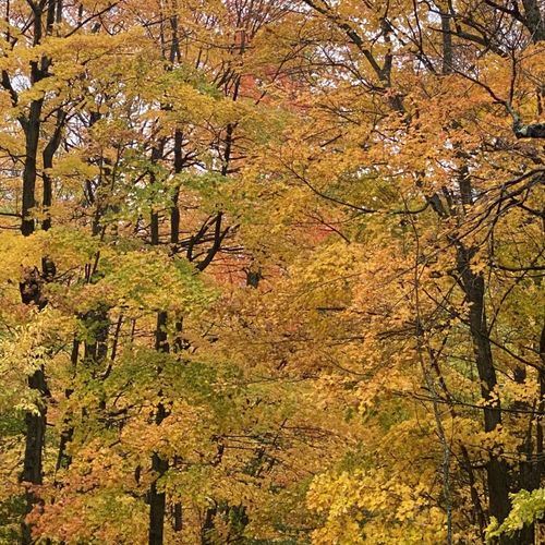 Fall:  this is a photo of the private driveway for the house in the fall.