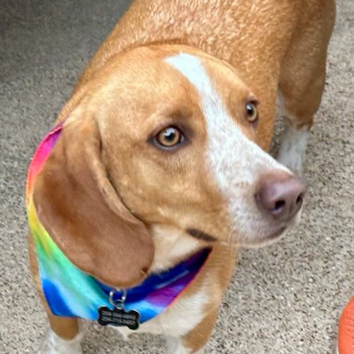 Wilson, Your Host!  A great rescue dog, earns his keep by being the official greeter.  He knows you have treats for him in the cottage, so he will come to visit!