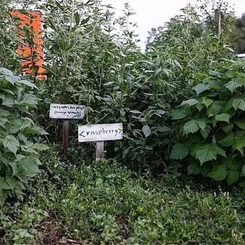 Our garden offers seasonal delights—help yourself to whatever’s ripe and ready!