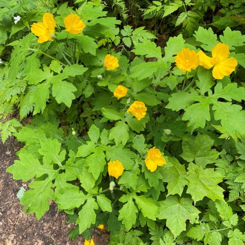 Spring: this is another kind of wildflower that is popular in the spring.