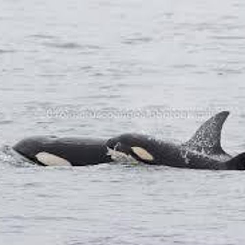 Orca Mother and calf