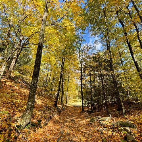 Fall leaves on property