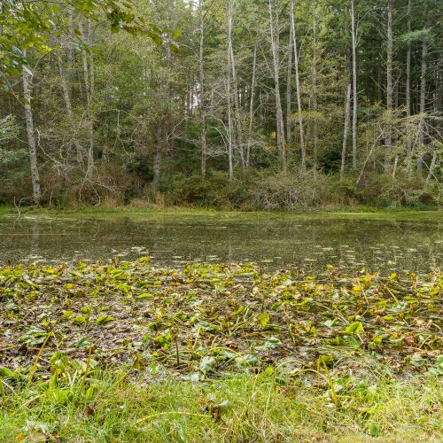 Our large pond is naturally spring-fed, attracting birds and dragonflies throughout the year, it's a beautiful haven for wildlife.