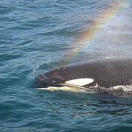 Orcas and rainbows...not that uncommon!