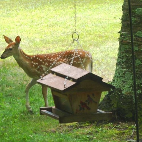 Extra:  some of the abundant wildlife in the area!