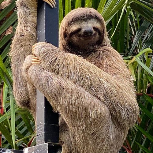 Some guests are lucky enough to see a three-toed sloth. (no guarantee!)