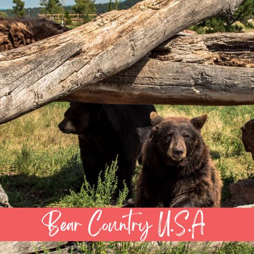Get up close with bears and wildlife in this thrilling bear country adventure park!