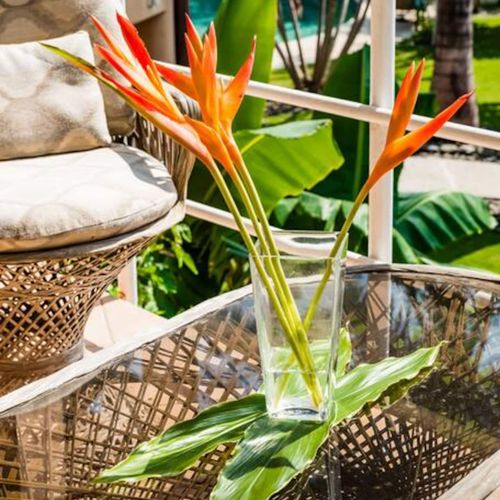 Birds of paradise are a signature plant of this area