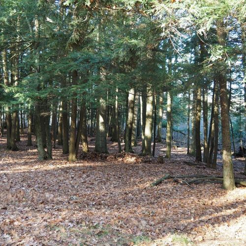 The property consists of 10 acres, most of which is forested area in the backyard that leads down to the betsie river. (the property borders the betsie river. )  the forest of mostly pines, cedars, and hemlocks is fun for both people and dogs!