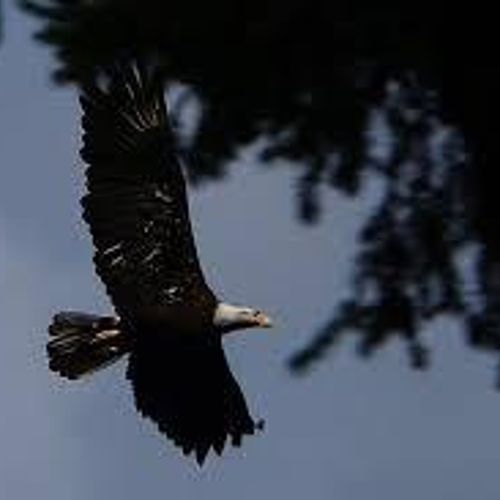 Bald Eagles flying overhead